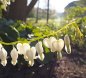 Preview: Dicentra spectabilis 'Alba' - Tränendes Herz