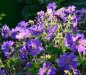 Preview: Geranium x magnificum 'Rosemoor' - Storchschnabel