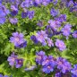 Preview: Geranium 'Sabani Blue' - Storchschnabel
