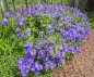 Preview: Geranium 'Sabani Blue' - Storchschnabel