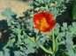 Preview: Glaucium flavum var. aurantiacum - Hornmohn (Saatgut)