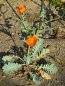 Preview: Glaucium flavum var. aurantiacum - Hornmohn (Saatgut)