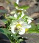 Preview: Helleborus x orientalis, weiß - Christrose