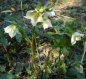 Preview: Helleborus x orientalis, weiß - Christrose