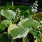 Preview: Hosta x cultorum 'American Halo' - Funkie