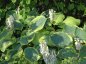 Preview: Hosta sieboldiana 'Frances Williams' - Funkie