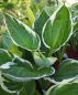 Preview: Hosta x fortunei 'Minuteman' - Funkie