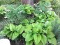 Preview: Hosta plantaginea var. japonica - Funkie