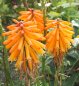 Preview: Kniphofia uvaria 'Mango Popsicle' - Fackellilie