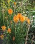 Preview: Kniphofia uvaria 'Mango Popsicle' - Fackellilie