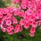 Preview: Phlox paniculata 'Gloin' - Flammenblume