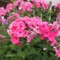 Preview: Phlox paniculata 'Bifur' - Flammenblume