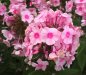 Preview: Phlox paniculata 'Náin' - Flammenblume