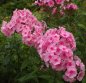 Preview: Phlox paniculata 'Dwalin' - Flammenblume