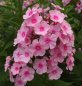 Preview: Phlox paniculata 'Balin' - Flammenblume