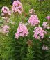 Preview: Phlox paniculata 'Balin' - Flammenblume