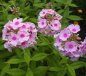 Preview: Phlox paniculata 'Nori' - Flammenblume