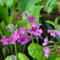 Preview: Primula x bulleesiana - Etagen-Primel