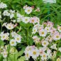 Preview: Primula japonica 'Appleblossum' - Etagen-Primel (Saatgut)