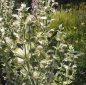 Preview: Salvia sclarea, weiß - Muskateller-Salbei