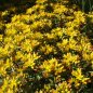 Preview: Sedum floriferum 'Weihenstephaner Gold' - Fetthenne