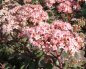 Preview: Sedum telephium 'Matrona' - Hohe Fetthenne