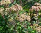 Preview: Sedum telephium 'Matrona' - Hohe Fetthenne