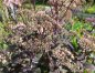 Preview: Sedum telephium 'Matrona' - Hohe Fetthenne