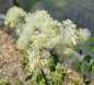 Preview: Thalictrum aquilegifolium 'Mali me Gropa' - Akeleiblättrige Wiesenraute (Saatgut)