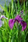 Preview: Iris ensata - Japanische Sumpf-Schwertlilie