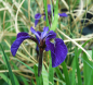 Preview: Iris ensata - Japanische Sumpf-Schwertlilie