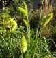 Preview: Kniphofia citrina - Fackellilie