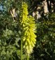 Preview: Kniphofia citrina - Fackellilie