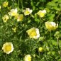 Preview: Ranunculus acris 'Citrinus' - Scharfer Hahnenfuß (Saatgut)