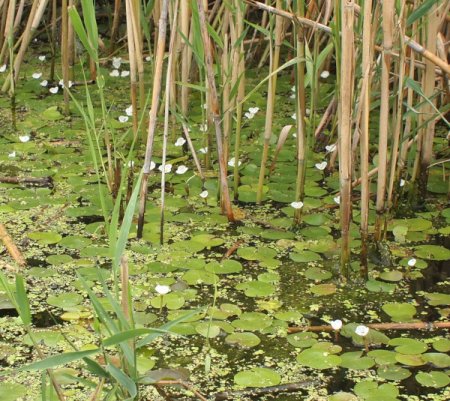 Hydrocharis morsus-ranae - Froschbiss