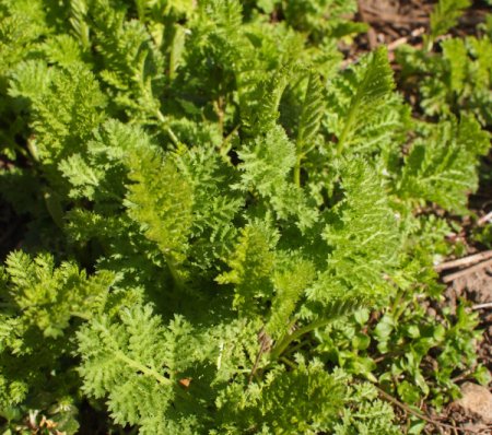 Tanacetum vulgare var. crispum - Krausblättriger Rainfarn