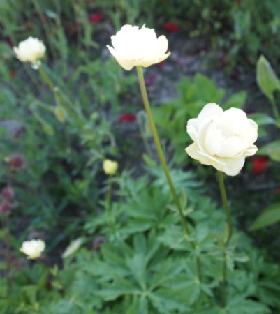 Trollius x cultorum 'Alabaster' - Helle Trollblume