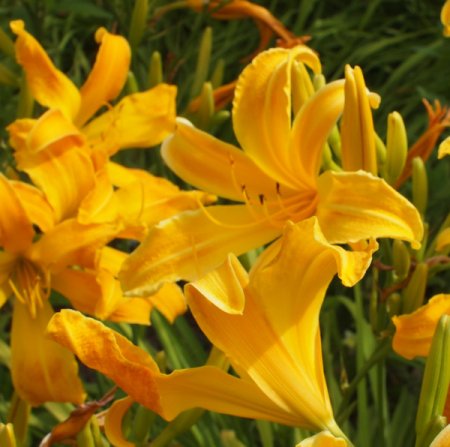 Hemerocallis 'Lotsa Dots' - Taglilie