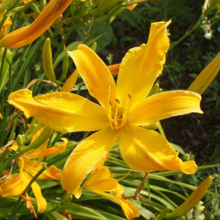Hemerocallis 'Lotsa Dots' - Taglilie