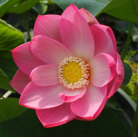 Nelumbo 'Kermesina' - Lotos