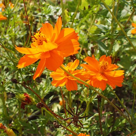 Cosmos sulphureus - Schmuckkörbchen (Saatgut)