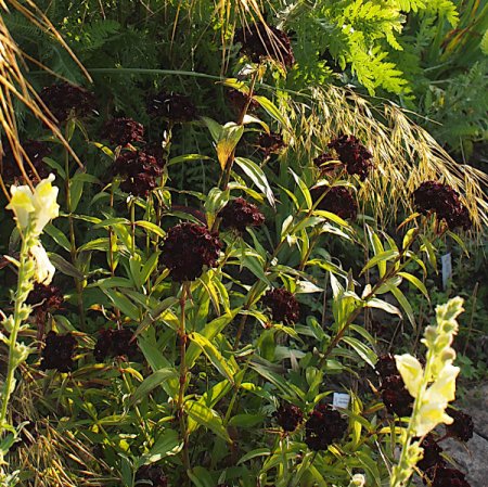 Dianthus barbatus 'Nigrescens' - Dunkle Bartnelke (Saatgut)