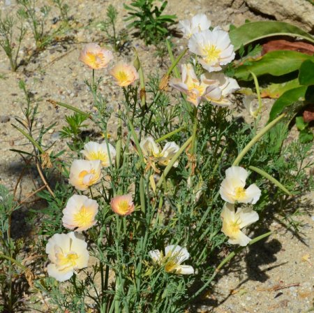Eschscholtzia californica - Kalifornischer Mohn creme (Saatgut)