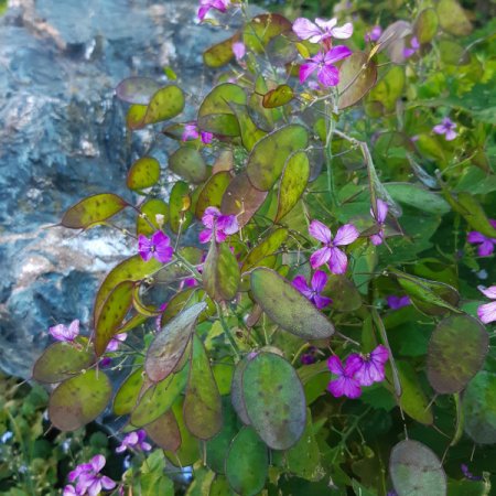 Lunaria annua - Einjähriges Silberblatt (Saatgut)