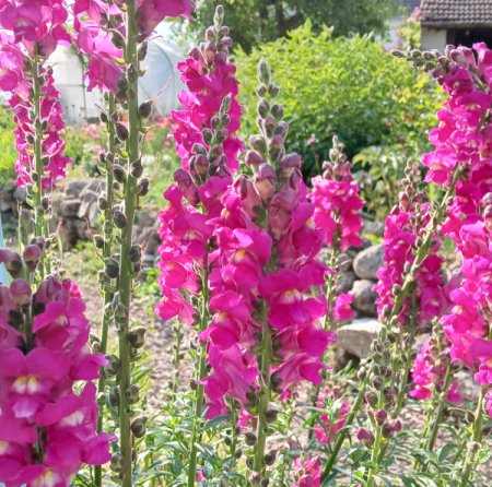 Antirrhinum majus purpur - Löwenmäulchen (Saatgut)