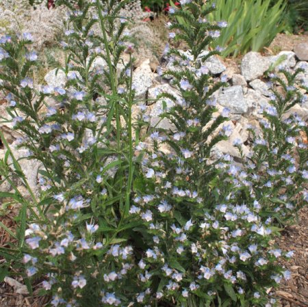 Echium vulgare hellblau - Natternkopf (Saatgut)