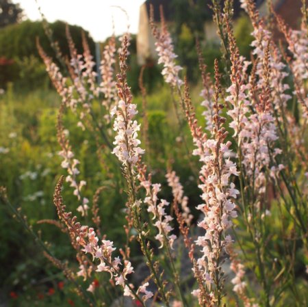 Linaria purpurea - Purpur-Leinkraut (Saatgut)