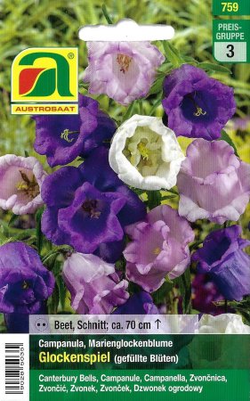 Marienglockenblume Glockenspiel (Campanula medium)