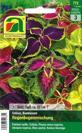 Buntnessel Regenbogenmischung (Coleus blumei)