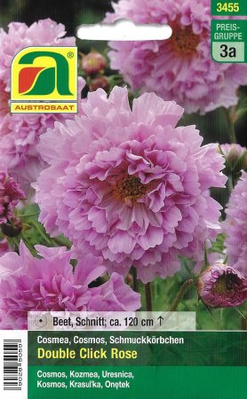 Cosmea Double Click Rose (Cosmos bipinnatus)